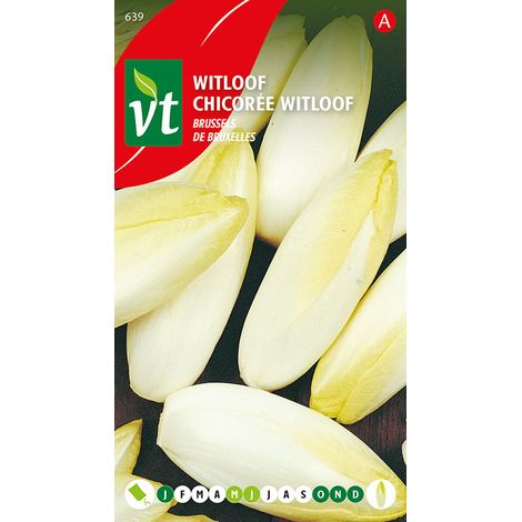 Chicorée Witloof De Bruxelles - Ca. 4 gr (Livraison Gratuite) (1/2)