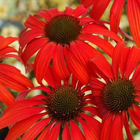4 x Rudbeckia pourpre 'Tomato Soup' - godet 9x9 cm (1/5)