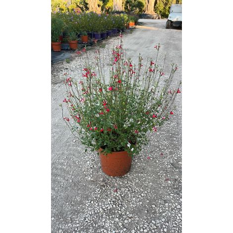 Salvia Roemeriana Blanc-Rosé Pot 24 cm Semi-persistante de Mi-ombre (1/4)
