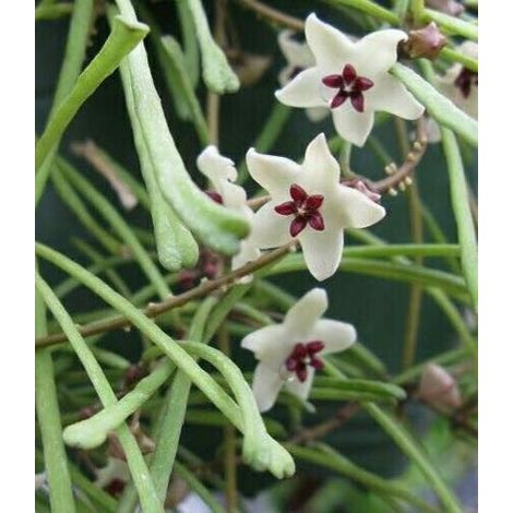 pianta di hoya retusa (pianta grassa)