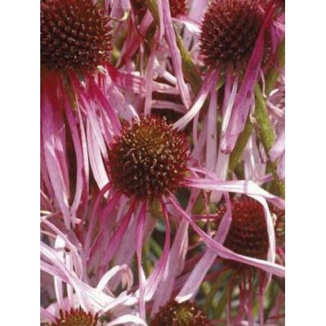 Rudbeckia pallida Godet de 8/9 cm (1/3)