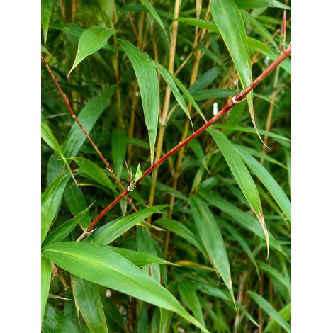 Gardenaria Bambù Rosso - Semiarundinaria yashadake 'Kimmei' - Bambù ornamentale da esterno - Altezza: 150/200 cm (vaso28) (1/2)