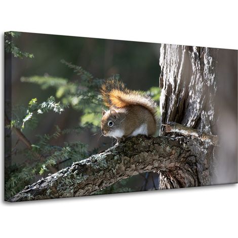 Leinwanddruck Tiere Eichhörnchen 100x60 cm