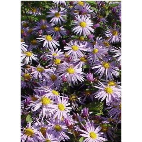 Aster 'Eleven purple' Godet de 8/9 cm (1/2)