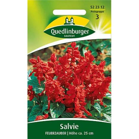 Salbei Feuerzauber, Ziersalbei für Balkon & Garten (1/2)