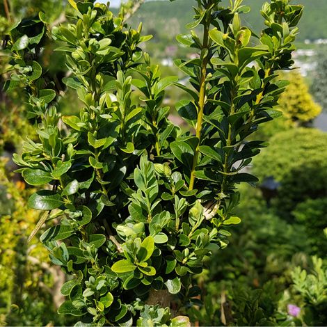 Buis semp pyramide - Buxus semp pyramide 40cm (1/3)