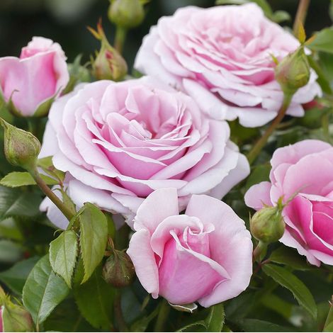 Gardenaria Rosa 'Pacific Blue' - Rosa da giardino - Altezza: 40/50 cm (vaso20) (1/4)