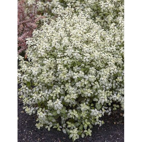 Pittosporum à petites feuilles 'Irene Patterson' Pot de 2L/3L (1/4)