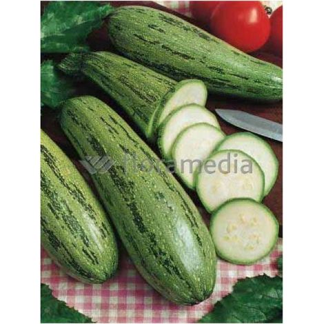Courgette 'Grisette de Provence' le sachet de 20 graines (2g)