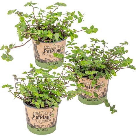 Bloomique - Lot de 3 - Callisia repens - Plante tortue - Comestible pour animaux - Plante d’intérieur - Sans danger - 10-20 cm de Haut - Pot 12 cm