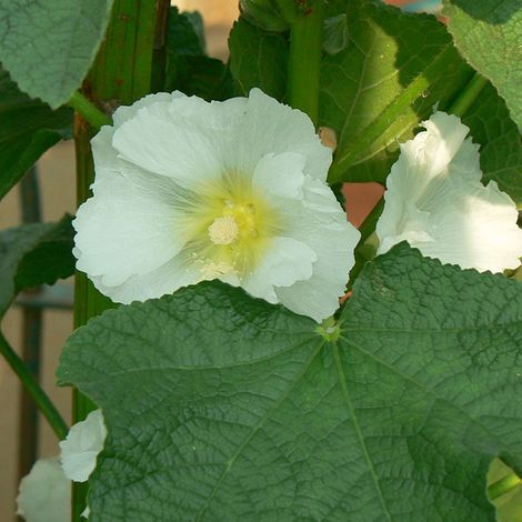 4 x Rose trémière  - Alcea rosea 'Alba'  - godet 9x9 cm (1/5)