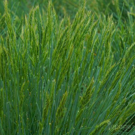 3 Fétuques 'Elijah Blue' (Festuca Glauca 'Elijah Blue')