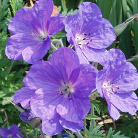 4 x Géranium vivace 'Kashmir Purple' - godet 9x9 cm