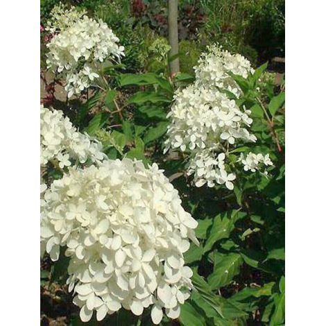 Hortensia paniculé 'Phantom' Pot de 7,5L/10L (1/4)