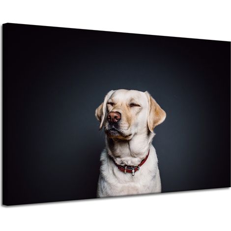 Leinwanddruck Tiere Hund Schwarzer Hintergrund 120x80