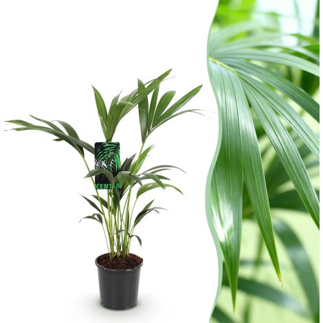 Palmier Kentia Howea Forsteriana Plante d'intérieur Décorative Vert Pot Ø17cm Hauteur 70-75cm - PANGIVO (1/5)