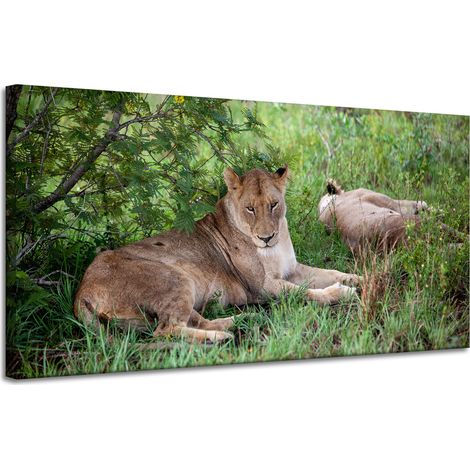 Leinwanddruck Tiere Löwinnen 120x60 cm