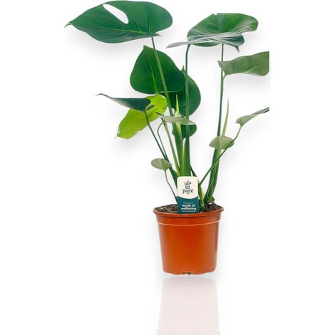 Gardenaria Monstera deliciosa - Pianta da interno ornamentale - Altezza: 50 cm (vaso 14) (1/5)