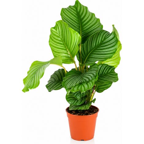 Gardenaria Calathea orbifolia - Pianta da interno ornamentale - Altezza: 45 cm (vaso 17) (1/5)