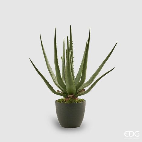 EDG Enzo De Gasperi Aloe Chic Succ. con Vaso Artificiale H 45 Cm Green (1/2)