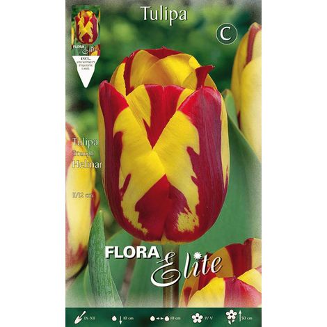 TULIPANO REMBRANDT HELMAR CONFEZIONE DA 7 BULBI AUTUNNALI BULBS BULBES