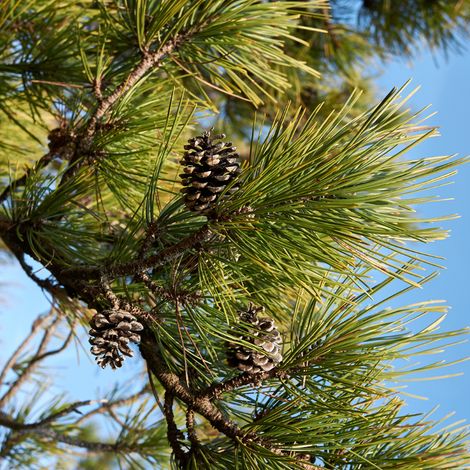 Pin noir Green Pearl - Pinus nigra Green Pearl 20/25cm Pot 8L