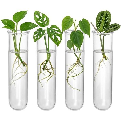 Vase Hydroponique À Tubes À Essai pour Boutures De Plantes Support De Propagation Vases en Verre Présentation Murale pour Enracinement 7.09 X 1.18 X 1.18 in (1/5)