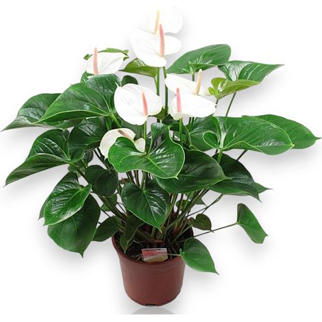 Gardenaria Anthurium andreanum 'White success' - Pianta da interno ornamentale - Altezza: 50 cm (vaso 14) (1/5)