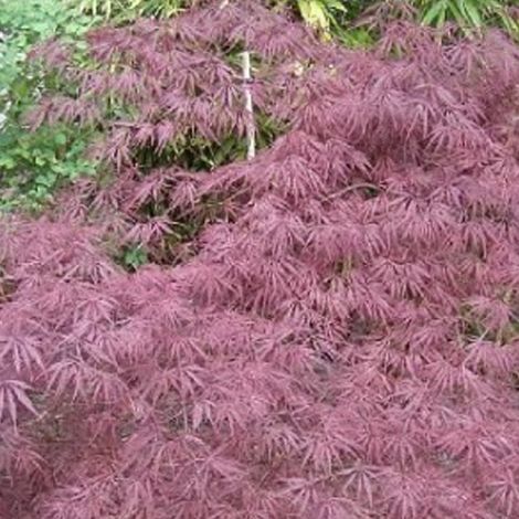 Érable du Japon 'Inaba Shidare' 'Inaba-Shidare' - 40-50 cm pot