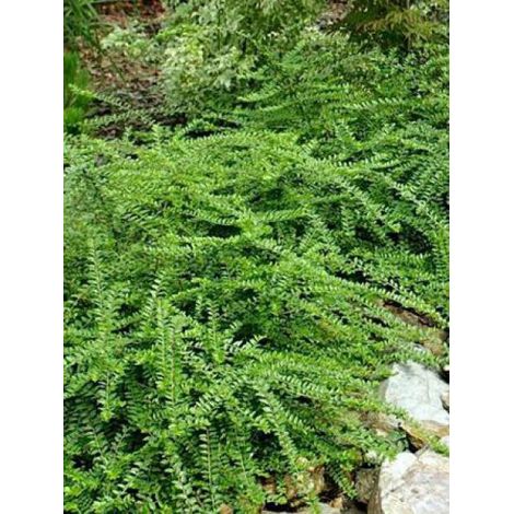 Lonicera pileata 'Mossgreen' Pot de 1L/1,5L
