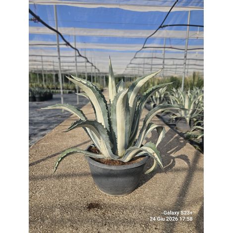 AGAVE AMERICANA MEDIOPICTA ALBA COUPE 50 (E.Q.) (1/4)