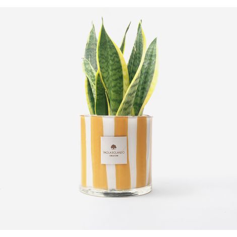 Sansevieria in vaso di vetro decorato a mano Millerighe H 15 - Arancione