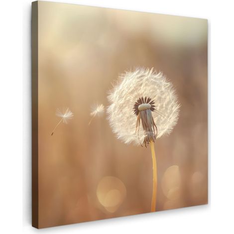 TABLEAU SUR TOILE Pissenlit - Beige - Nature - Fleur Tableau Chambre Adulte 90x90 cm