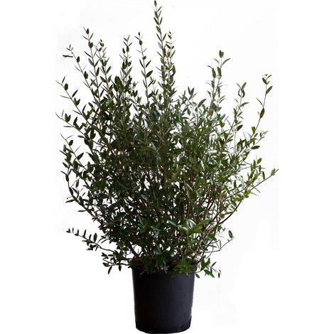 Phillyrea Angustifolia - H 125-150 cm Vaso da Coltura Ø 30 cm