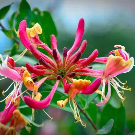 Chèvrefeuille Heckrottii 'American Beauty' (Lonicera 'American Beauty') (1/3)