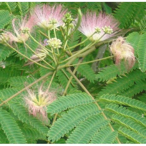 Arbre de soie  - Albizia julibrissin 'Rosea'  - 40-50 cm pot