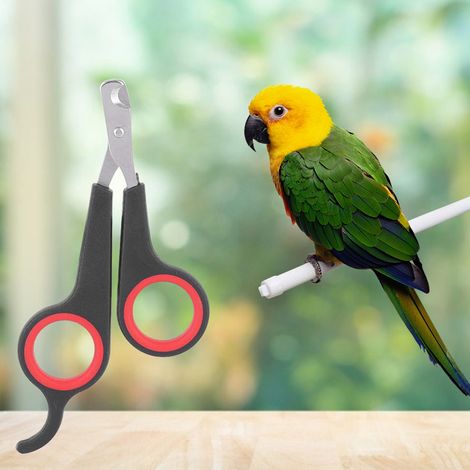 Outil de toilettage pour oiseaux de compagnie, perroquets et petits animaux : ciseaux à ongles, coupe-ongles, noir et rouge (1/5)