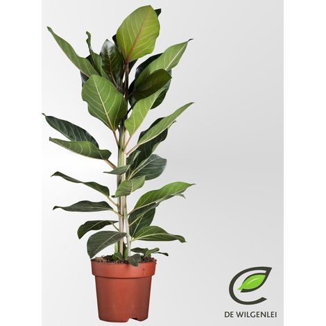 Ficus Benghalensis Joy Plante d'Intérieur Décorative Feuilles Vert-Gris Ø21cm H90cm - PANGIVO
