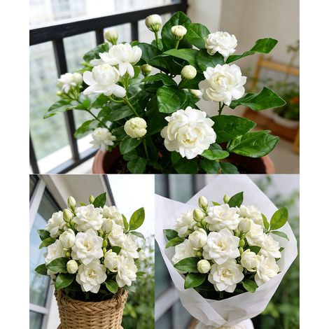 200 Jasmine Sambac Seeds – White Jasmine Plant – Fragrant Climbing Plant for Garden, Balcony, and Terrace