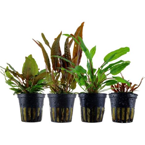 Pflanzen Set mit 4 Cryptocoryne Aquariumpflanzen Set Nr.145
