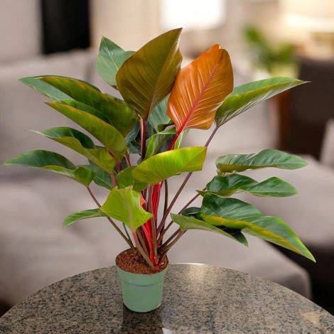 Gardenaria Philodendron 'Red Beauty' - Pianta da interno ornamentale - Altezza: 100 cm (vaso 27) (1/4)