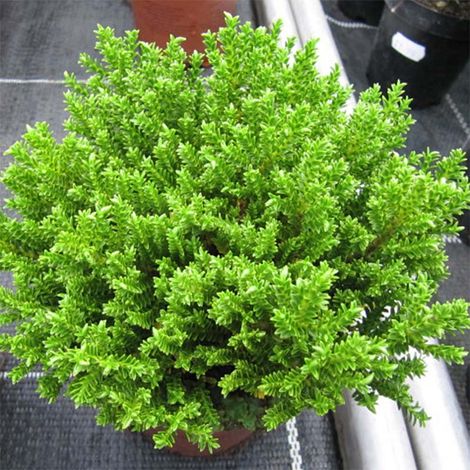 Véronique arbustive 'Green Globe' Pot de 1,5L/2L (1/2)