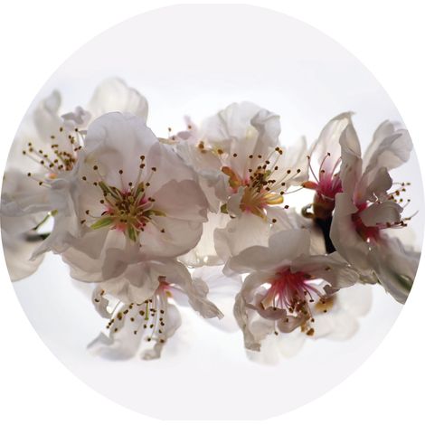 papier peint panoramique rond adhésif fleurs blanc et rose  - Sanders & Sanders (1/4)