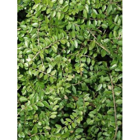 Chèvrefeuille à feuilles de buis 'Maigruen' Godet de 8/9 cm (1/2)