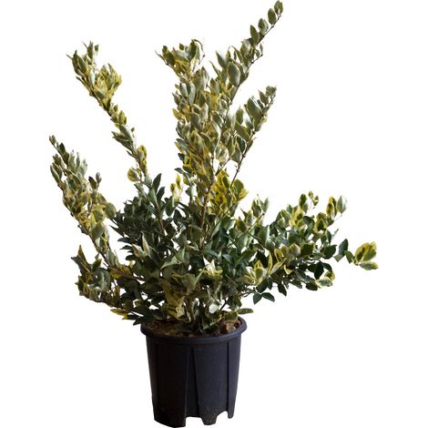 Ligustrum Texanum 'Silver Star' - H 80-100 cm Vaso da Coltura Ø 24 cm