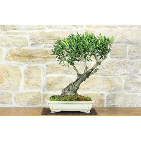 Bonsai di Olivo (181)