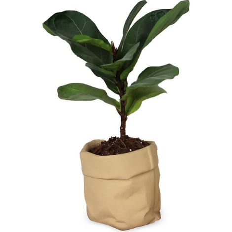 Pot en céramique monobloc – avec trous de drainage, convient aux cactus et aux plantes succulentes  pot de fleurs d'extérieur en céramique  aménagement paysager minimaliste  texture papier kraft.