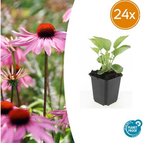 Lot de 24 Echinacea purpurea 'Magnus' Rudbeckie Pourpre Vivace Rose pour Jardin Pot Ø 9 cm - PANGIVO (1/5)