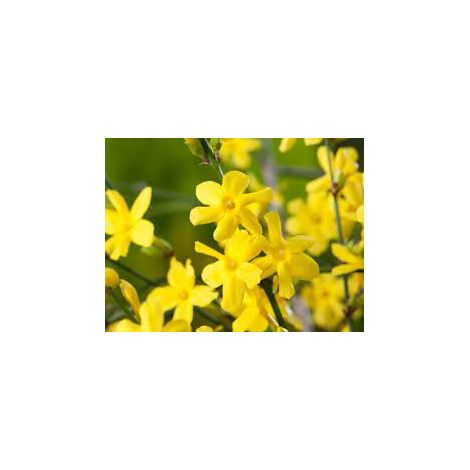 Jasminum nudiflorum, Gelsomino Giallo di San Giuseppe foto reali H 130cm pianta rampicante