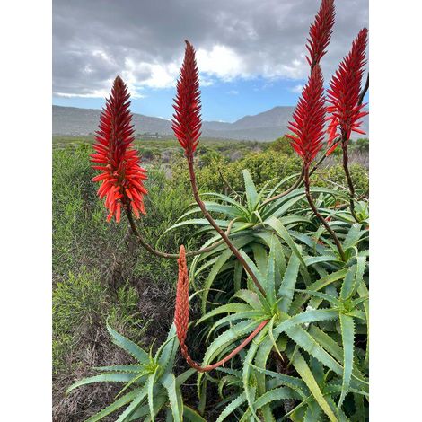 1 cutting- aloe arborescens mill